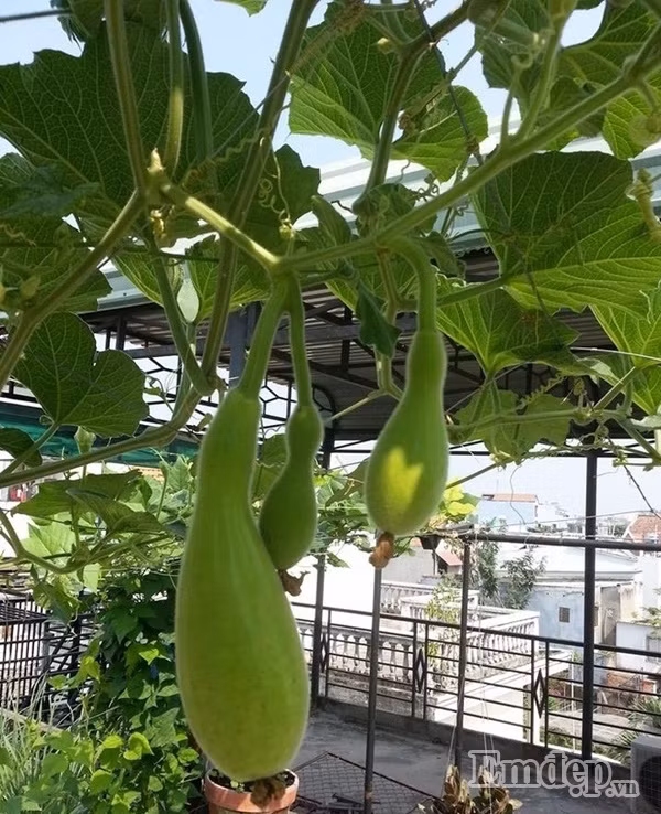 Sân thượng với diện tích rộng thoáng giúp chị Quỳnh Trang thiết kế khu vườn trồng đủ loại rau trái.