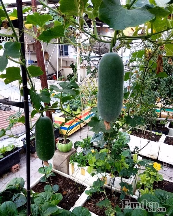 Chị dành một khoảng không gian để làm giàn trồng các loại rau ăn trái.