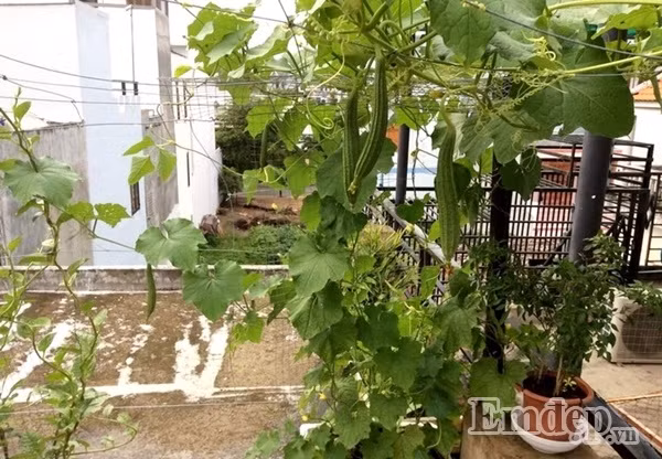 Mướp khía cho ra khá nhiều quả.