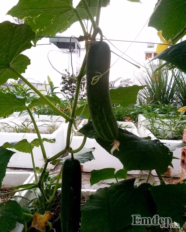 Dưa leo ra những trái đầu mùa.