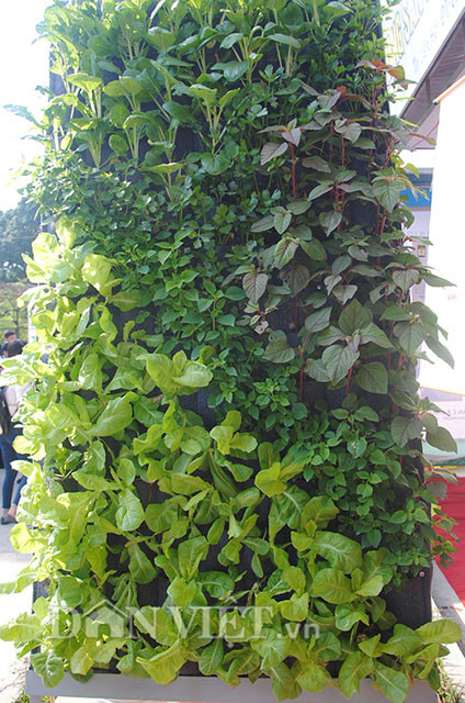 Đó là mô hình vườn treo trồng rau sạch tại nhà do anh Nguyễn Văn Quy - giảng viên Trường Đại học Nông lâm Huế và sinh viên của trường này thực hiện. Sau khi dùng gỗ, tre hay thanh sắt dựng thành khung, một tấm vải thảm thiết kế sẵn những túi trồng được trải lên khung. Tiếp theo là lắp đặt hệ thống tự động dẫn nước tưới và dinh dưỡng vào các túi trồng. Các túi trồng sau khi được bỏ hỗn hợp chất hữu cơ gồm đất phù sa, mùn cưa, trấu… thì gieo hạt giống vào.