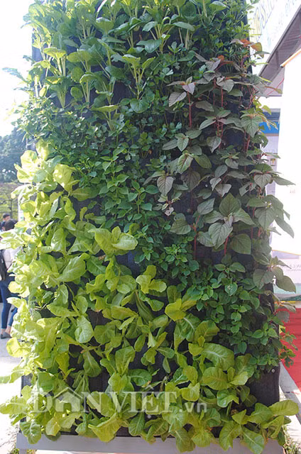 Đó là mô hình vườn treo trồng rau sạch tại nhà do anh Nguyễn Văn Quy - giảng viên Trường Đại học Nông lâm Huế và sinh viên của trường này thực hiện. Sau khi dùng gỗ, tre hay thanh sắt dựng thành khung, một tấm vải thảm thiết kế sẵn những túi trồng được trải lên khung. Tiếp theo là lắp đặt hệ thống tự động dẫn nước tưới và dinh dưỡng vào các túi trồng. Các túi trồng sau khi được bỏ hỗn hợp chất hữu cơ gồm đất phù sa, mùn cưa, trấu… thì gieo hạt giống vào.