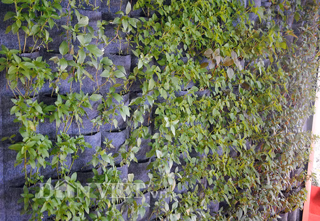 Một vườn treo trồng các loại rau gia vị.