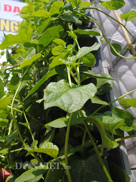 Rau mồng tơi trồng tại một vườn treo.