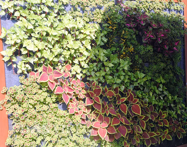 Một vườn treo trông như một bức tranh đẹp mắt.