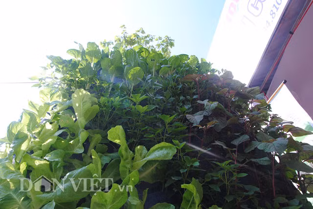 Nước và dinh dưỡng chứa trong thùng phía dưới sẽ tự động bơm theo đường ống và tưới đều vào hỗn hợp chất hữu cơ trong túi vải giúp hạt giống nhanh chóng nảy mầm và cây sinh trưởng nhanh.