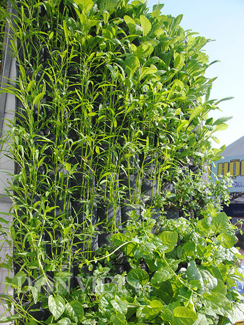 Vườn được làm bằng khung sắt hoặc tre, gỗ rồi trải tấm vải may sẵn những túi trồng để trồng rau.