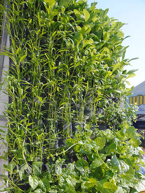 Vườn được làm bằng khung sắt hoặc tre, gỗ rồi trải tấm vải may sẵn những túi trồng để trồng rau.