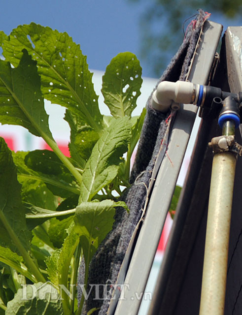 Nước và dinh dưỡng tự động bơm theo đường ống và tưới đều vào hỗn hợp chất hữu cơ trong túi vải giúp cây sinh trưởng tốt.