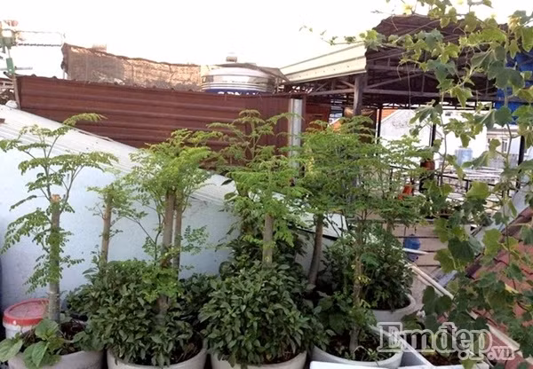 Những cây chùm ngây tươi tốt được chị hái lá và cắt bớt nhánh.