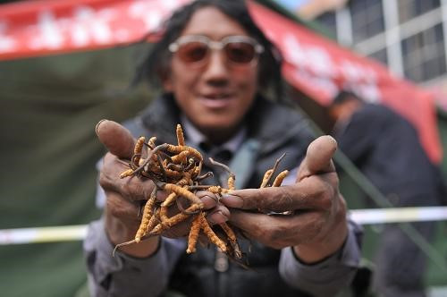 Nhiều cửa hàng tại thành phố Lhasa dùng máy quét để phân biệt đông trùng hạ thảo "xịn" với sản phẩm "dởm".