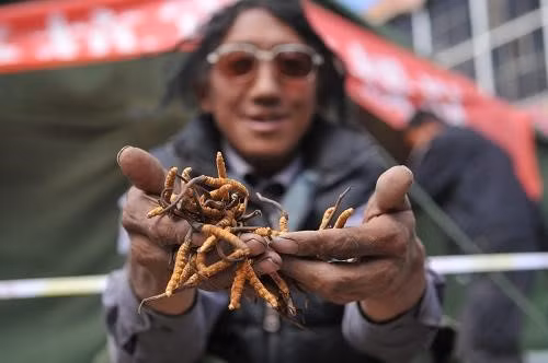 Nhiều cửa hàng tại thành phố Lhasa dùng máy quét để phân biệt đông trùng hạ thảo "xịn" với sản phẩm "dởm".