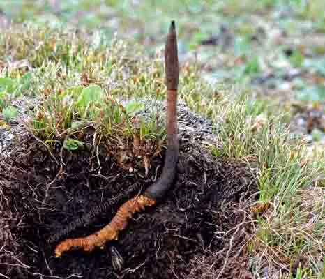 Đến một giai đoạn nhất định (thường vào mùa hè ấm áp), nấm bắt đầu mọc ra khỏi sâu như ngọn cỏ và vươn lên khỏi mặt đất, phát triển thành dạng cây (hình dạng giống thực vật) và phát tán bào tử.