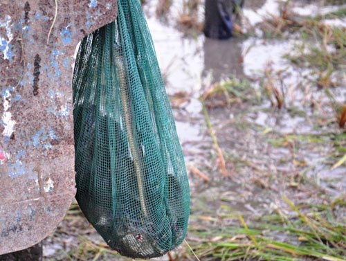 Đủ loại chim, cá, chuột nên trong các bao của những thợ săn.