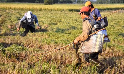 Những ngày gần đây, cánh đồng lúa huyện Củ Chi, TP.HCM vào mùa thu hoạch. Nhiều thợ săn có mặt tại các ruộng lúa đang gặt dùng bộ xung điện để săn bắt chuột, chim, rắn, cá...