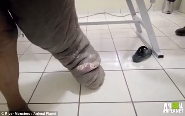 Kinh hoang suyt chet vi ... vet muoi dot