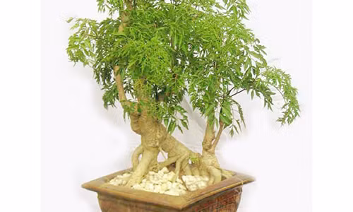 Dinh lang - “nham sam cua nguoi ngheo” it ai biet de tan dung