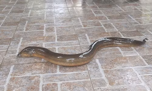 Kinh di: Di cau tom duoc luon 