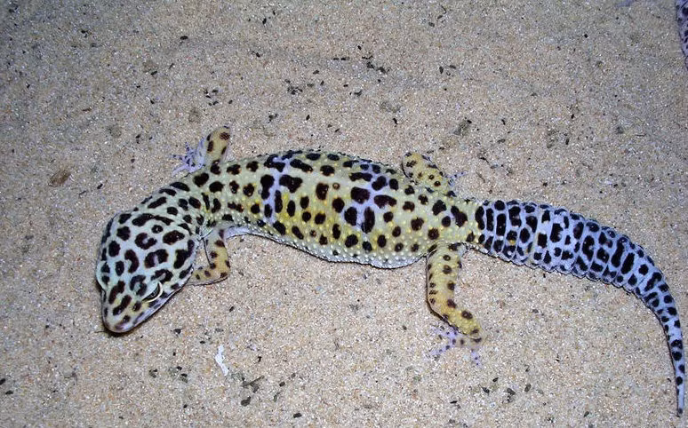 Tắc kè da báo Loài tắc kè có màu da độc đáo này được phát hiện tại phía Bắc lưu vực sông Mê Kông ở Việt Nam.