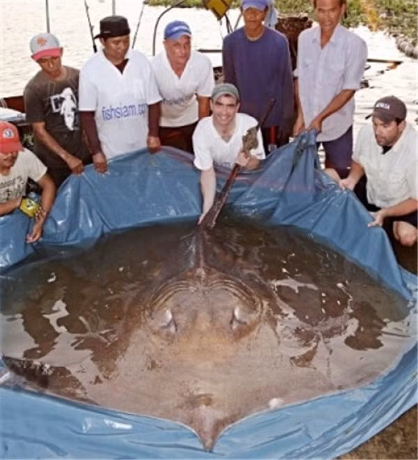Cá đuối khổng lồ Loài cá đuối này được phát hiện tại khu vực sông Mê Kông và đạt trọng lượng gần 350kg. Vì quá nặng nên những người trong hình phải xoay xở 90 phút mới có thể đưa con cá đuối này lên thuyền phục vụ nghiên cứu.