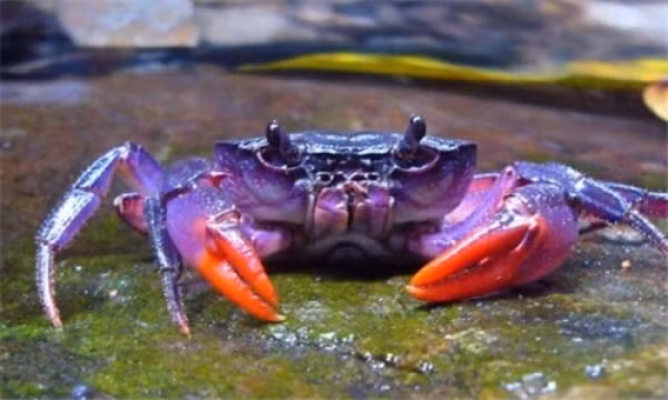 Cua màu sặc sỡ Loài động vật có màu sắc bắt mắt này chính là một loại cua mới xuất hiện gần khu vực đảo Palawan của Philippines, có tên gọi khoa học là Insulamon palawanense và thường sống trong môi trường nước ngọt.