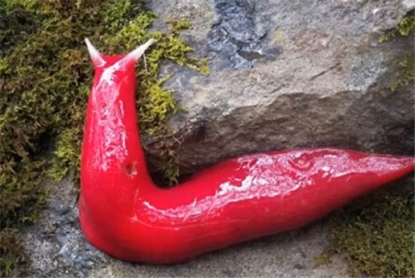 Sên trần tía Loài sên trần có màu đỏ thẫm này chỉ được phát hiện ở khu vực núi đá của Công viên quốc gia Mt Kaputar thuộc New South Wales (Australia). Cảnh quan địa mạo độc đáo và kỳ vĩ của công viên này được tạo nên do hàng loạt các hoạt động núi lửa cùng thời tiết và quá trình xói mòn. Được biết, những du khách may mắn sẽ có cơ hội bắt gặp hàng trăm con sên trần có màu sắc như những quả ớt khổng lồ vào thời gian sáng sớm.