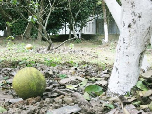 Với tổng diện tích gần 5.000 m2, xung quanh ngôi nhà được trồng hơn 50 loài hoa và cây ăn quả xum xuê từ ba miền đất nước như măng cụt, hồng, sầu riêng, bưởi, mít, vả… Người Pháp từng ví nơi đây như thiên đường thu nhỏ giữa lòng Huế.