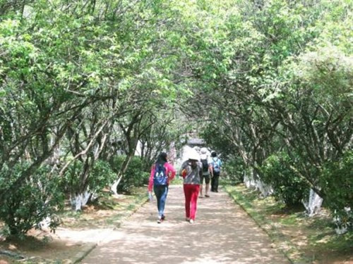 Thiết kế cổng được xây bằng gạch cuốn vòm với hoa văn cách điệu. Khách ghé thăm được đắm mình với hai hàng mơ rợp mát lối đi.