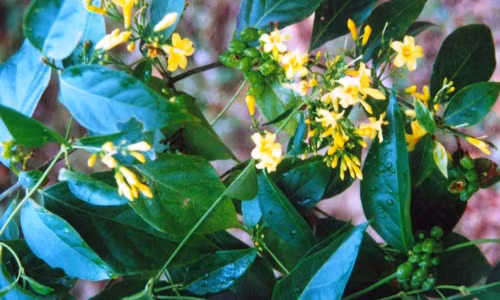 Su that it biet ve “thien ha de nhat doc” la ngon