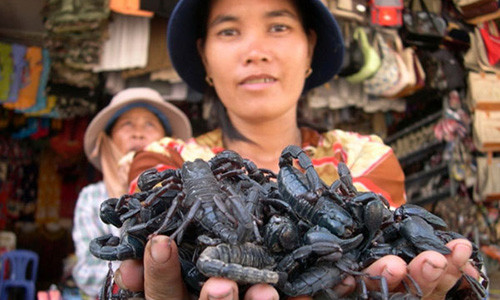 Chị Lê Thị Hiếu, người có 5 năm thu mua bọ cạp về bán tại chợ Tịnh Biên (An Giang) cho biết, ngoài bọ cạp, nhiều người rất thích mua các loại côn trùng về chế biến thành món nhậu. ảnh: I.T