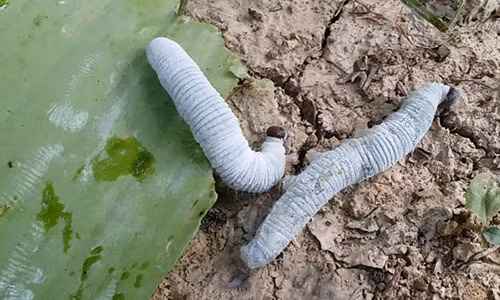 De ot voi bi kip sieu doc tru sau cuon la chuoi