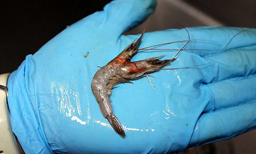 Phat hien “quai vat” tom hai dau cuc la