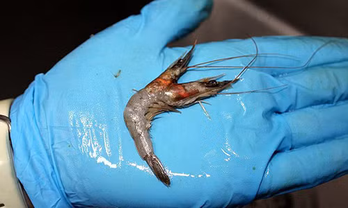 Phat hien “quai vat” tom hai dau cuc la