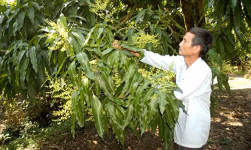 Y tuong la: Trong xoai qua mang