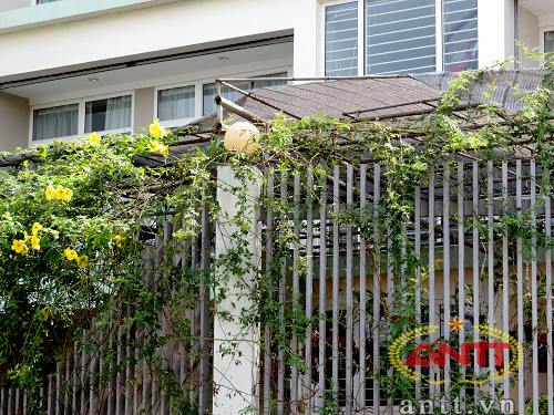 Du khách đi qua đây vô cùng ấn tượng với những hàng rào có hoa leo.