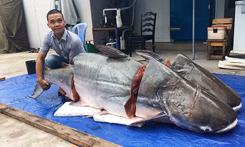 Sung sot nha hang Sai Gon nhap cap ca tra khung 360kg tu Lao