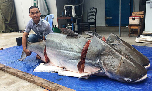 Sung sot nha hang Sai Gon nhap cap ca tra khung 360kg tu Lao