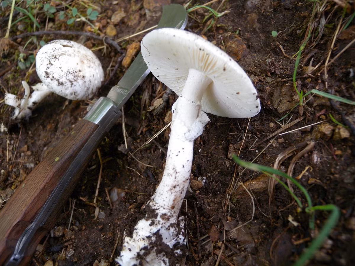 Nấm độc tán trắng chứa hàm lượng cao chất độc amanitin (amatoxin) khiến người ăn phải sẽ có biểu hiện buồn nôn, đau bụng, nôn mửa, ỉa chảy toàn nước nhiều lần, sau đó là suy gan, suy thận, hôn mê. Không được chữa trị kịp thời có thể sẽ tử vong.