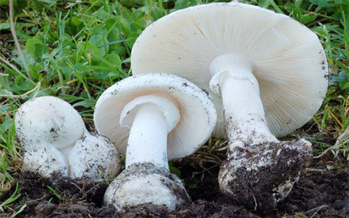 Đặc điểm bề ngoài của loài nấm thần chết này điển hình với mũ nấm màu trắng, bề ngoài mũ nhẵn bóng, có đường kính 5 – 10 cm khi trưởng thành. Phiến nấm, cuống nấm đều có màu trắng, chân cuống phình dạng củ và có bao gốc hình đài hoa. Thịt nấm mềm, màu trắng và đặc biệt có mùi thơm dịu. Việc phân biệt nấm độc tán trắng với nấm trắng thường rất khó.