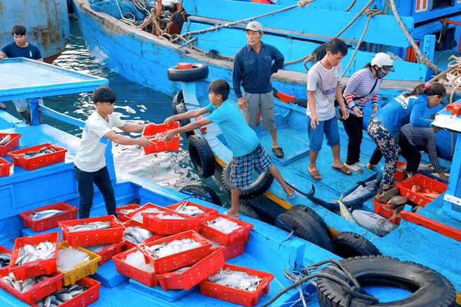 Từ sáng sớm, khi mặt trời chưa ló rạng, cảng Phú Quý đã nhộn nhịp. Sự hối hả của ngư dân, tiểu thương và cả sự tò mò của du khách chờ những chiếc thuyền đánh bắt cập bến tạo nên một không khí náo nhiệt.