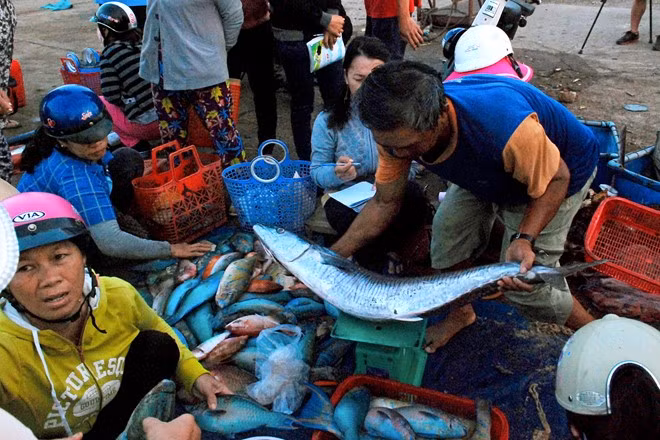 Cá mực tươi rói vừa đưa từ biển lên bờ.