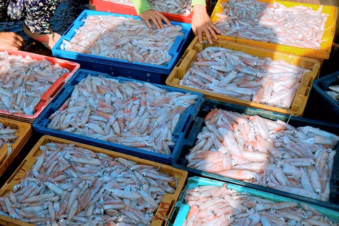 Mực trứng là một đặc sản độc đáo chỉ có tại huyện đảo này.