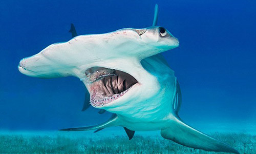 Dam chet ca map dau bua, keo len chup anh “tu suong