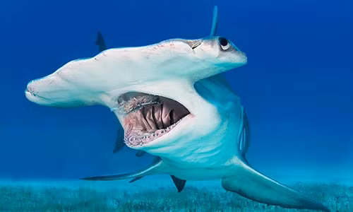 Dam chet ca map dau bua, keo len chup anh “tu suong