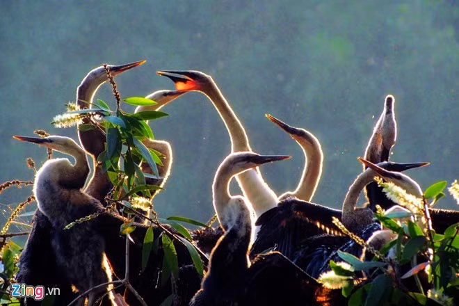 Vườn quốc gia Tràm Chim (huyện Tam Nông, tỉnh Đồng Tháp) có diện tích khoảng 7.000 ha đã được công nhận là khu ramsar từ năm 2012. Ảnh: Hải An.