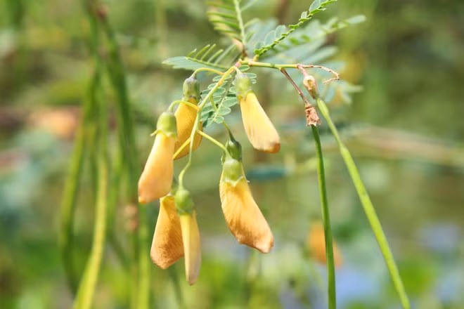 Nếu muốn thấy hết được màu xanh nơi đây, bạn đến rừng lúc sáng sớm. Khi đó những mảng bèo chưa bị thuyền đẩy dạt và đàn chim đang ríu rít rủ nhau rời tổ. Ảnh: An Huỳnh.