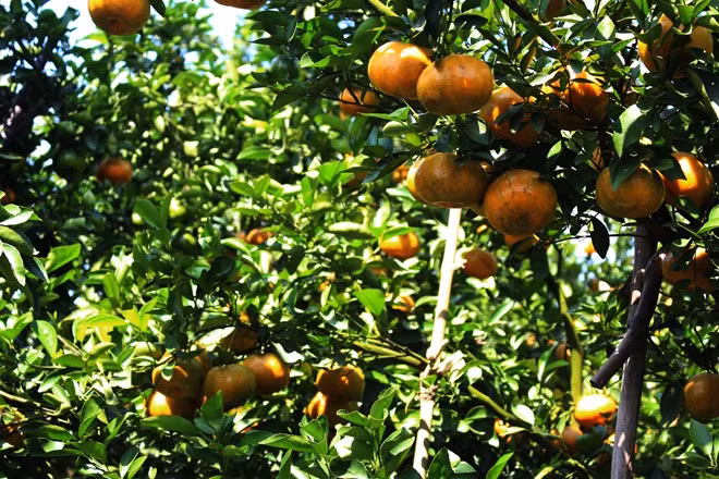 Đến đây, bạn sẽ được hái trái cây, thưởng thức tại vườn hay mua về làm quà cho người thân. Bên cạnh đó, một số nhà vườn còn có tiết mục biểu diễn đàn ca tài tử để du khách thưởng thức. Ảnh: An Huỳnh.