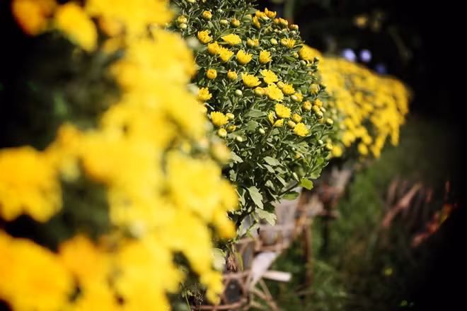 Làng hoa Sa Đéc (Đồng Tháp:) Đến Sa Đéc vào thời gian nào trong năm, bạn cũng sẽ có cơ hội được tạo dáng, chụp hình với những vạt hoa rực rỡ. Ảnh: An Huỳnh.