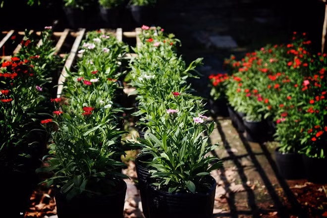 Không phải chủ vườn nào cũng đồng ý để du khách chụp hình nên bạn cần hỏi trước khi chụp. Khi tham quan, bạn nhớ cẩn thận để không làm gãy, đổ hoa. Ảnh: An Huỳnh.