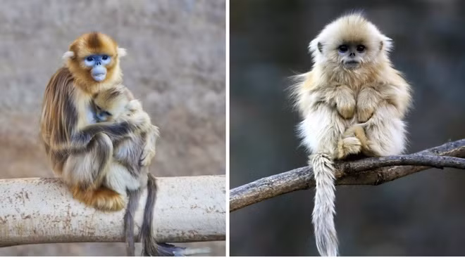 Chúng cũng rất đáng yêu phải không?